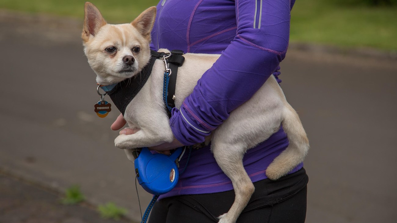 A photo of a woman holding a small breed dog.