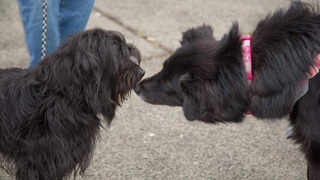 A photo of two black dogs touching noses.
