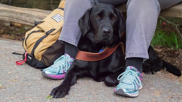 A black labrador guide dog sits at a person's feet.