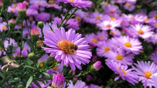 A photo of purple flowers in the Fort Vancouver Garden.