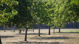 A photo of trees growing in an orchard.