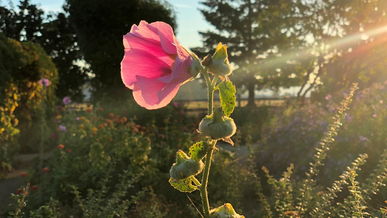 A photo of a pink flower blossoming in the Fort Vancouver garden.