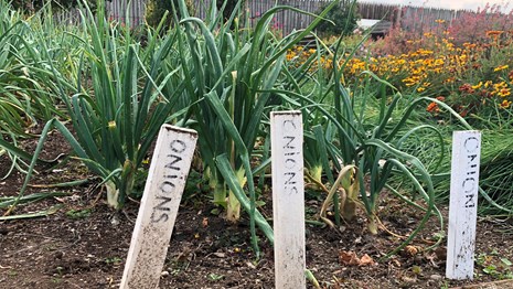 A photo of onions growing in the Fort Vancouver garden with handwritten labels.