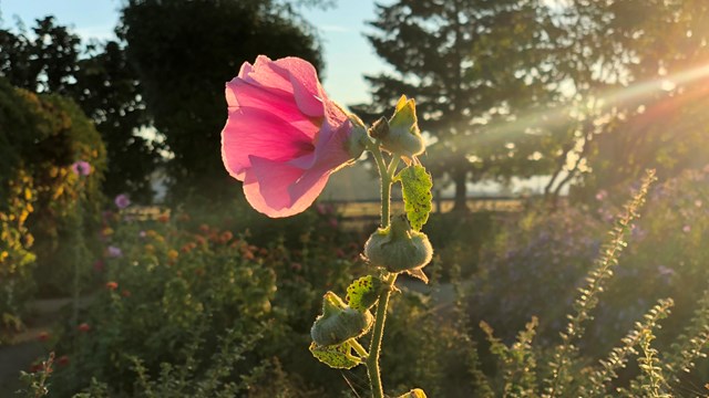 A photo of a pink flower blossoming in the Fort Vancouver Garden.