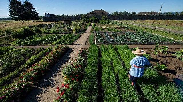 A volunteer works in the garden in front of Fort Vancouver.