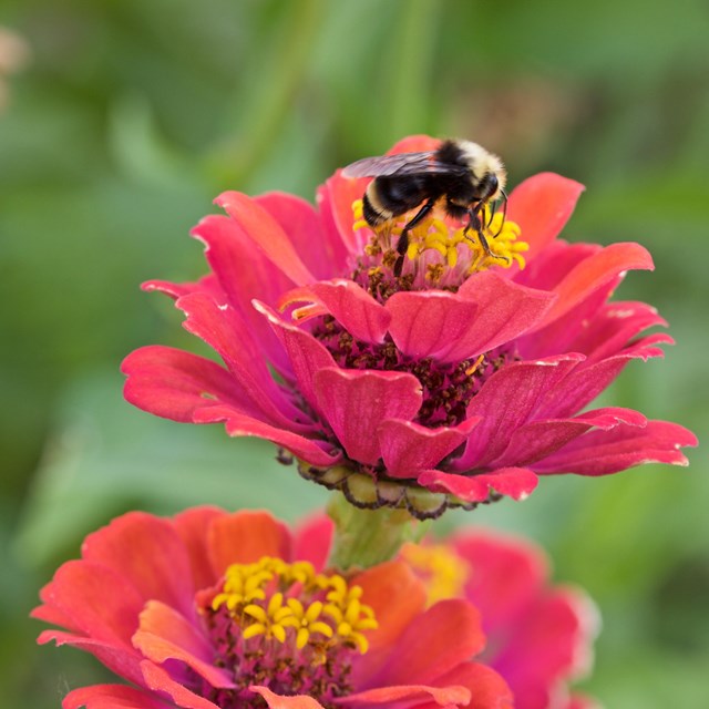 A close up of a bumblebee sitting on a pink flower in the Fort Vancouver Garden.