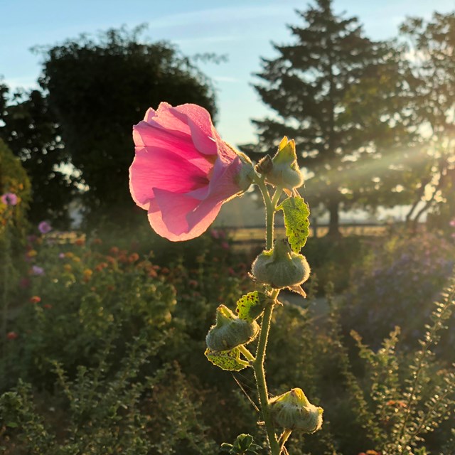 A photo of a pink flower blossoming in the Fort Vancouver Garden.