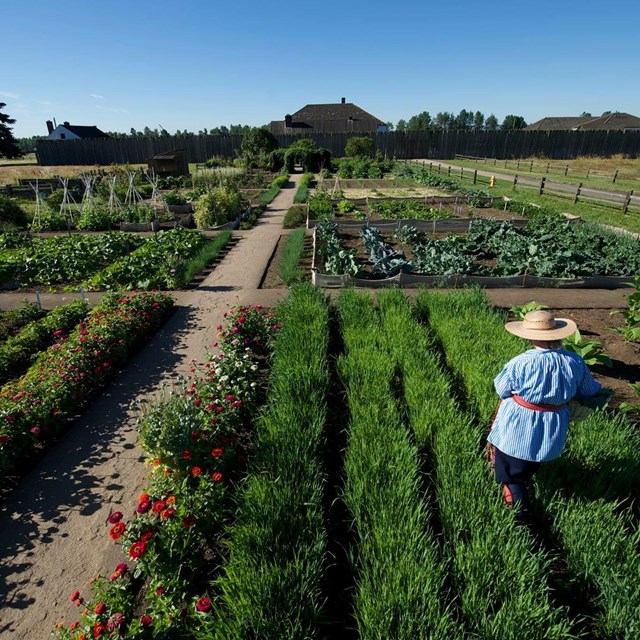 A volunteer works in the garden in front of Fort Vancouver.