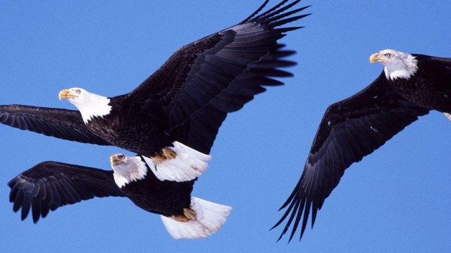 Three Bald Eagles in flight.