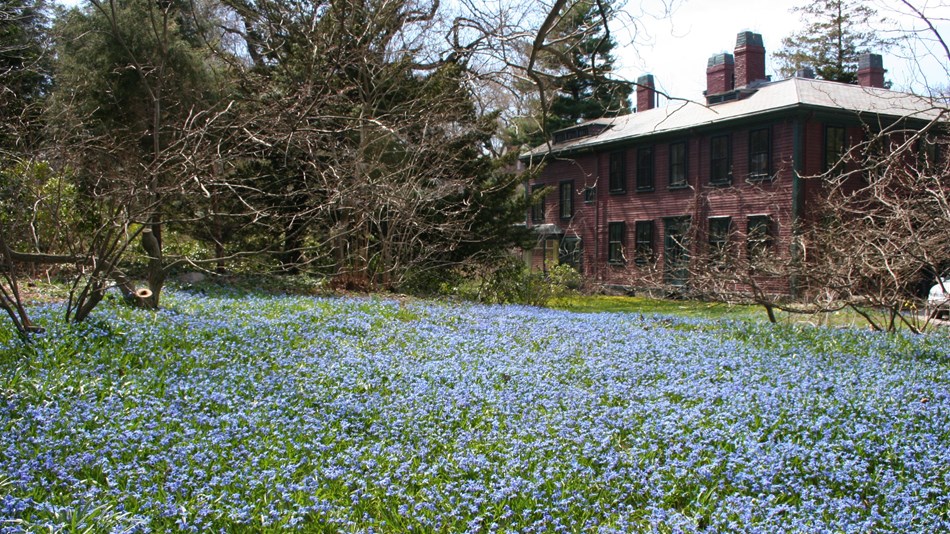 Scylla on the South Lawn