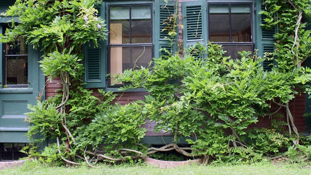 Vines creeping up side of house