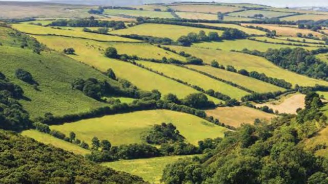 Green hills of a pasture