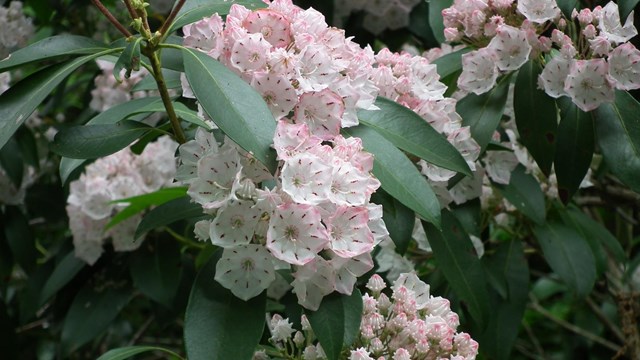 blooming white and pink flowers and green leaves