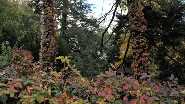 Green yellow and red flowers between two trees