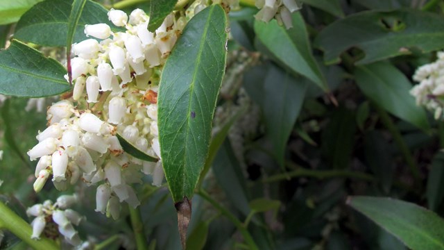 White flowers on green leaves. 