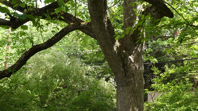 Large tree in front of grassy area