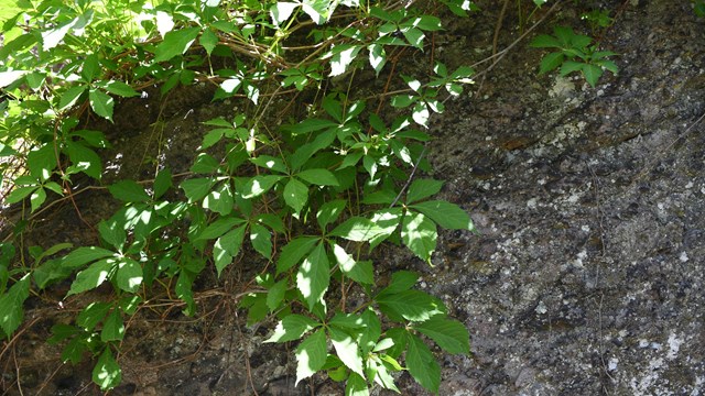 Vines falling over rock wall