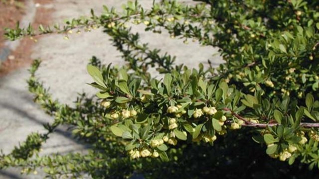 Small circular leaves packed tightly onto branch. 