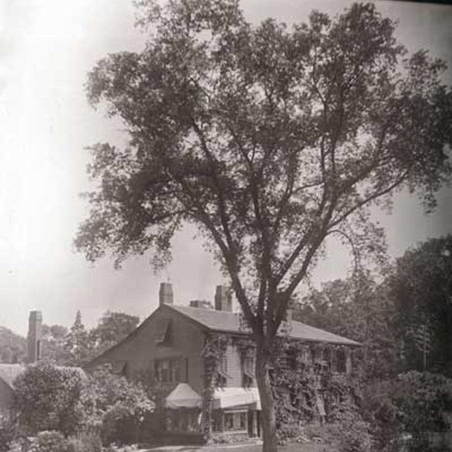 Black and white of large towering tree over smaller house