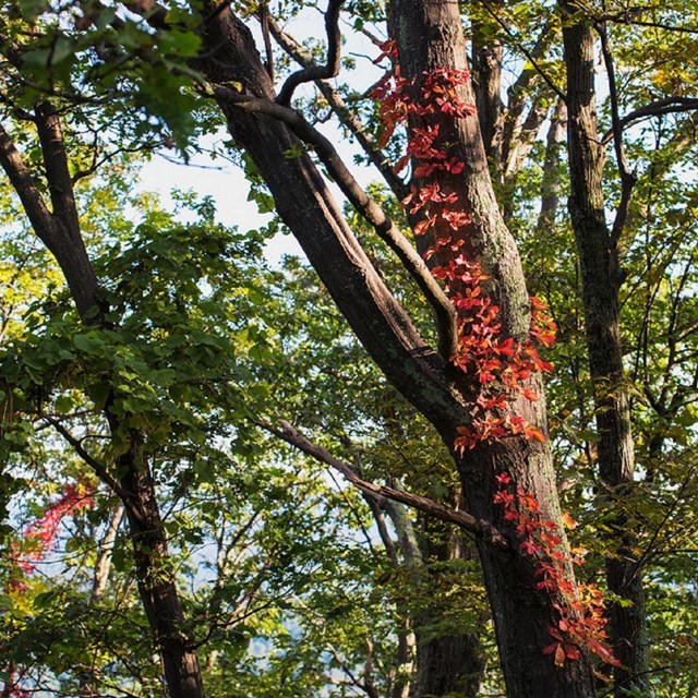 Tree with red leaves climbing up it