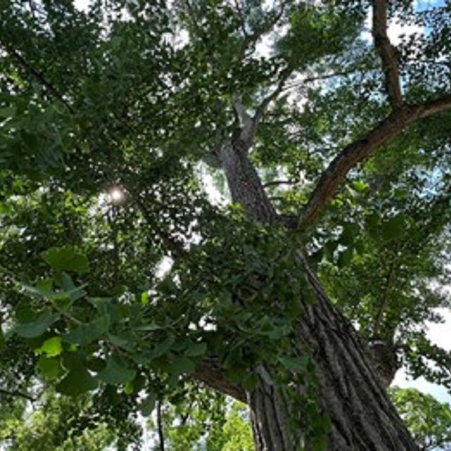 Looking up at tall tree with bark of tree and leaves in the air. 