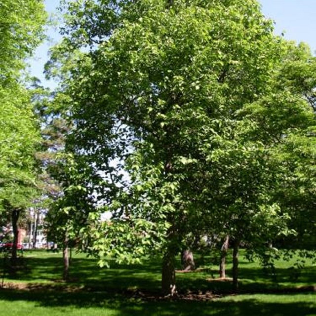Large tree with many green leaves spreads out in the air. 