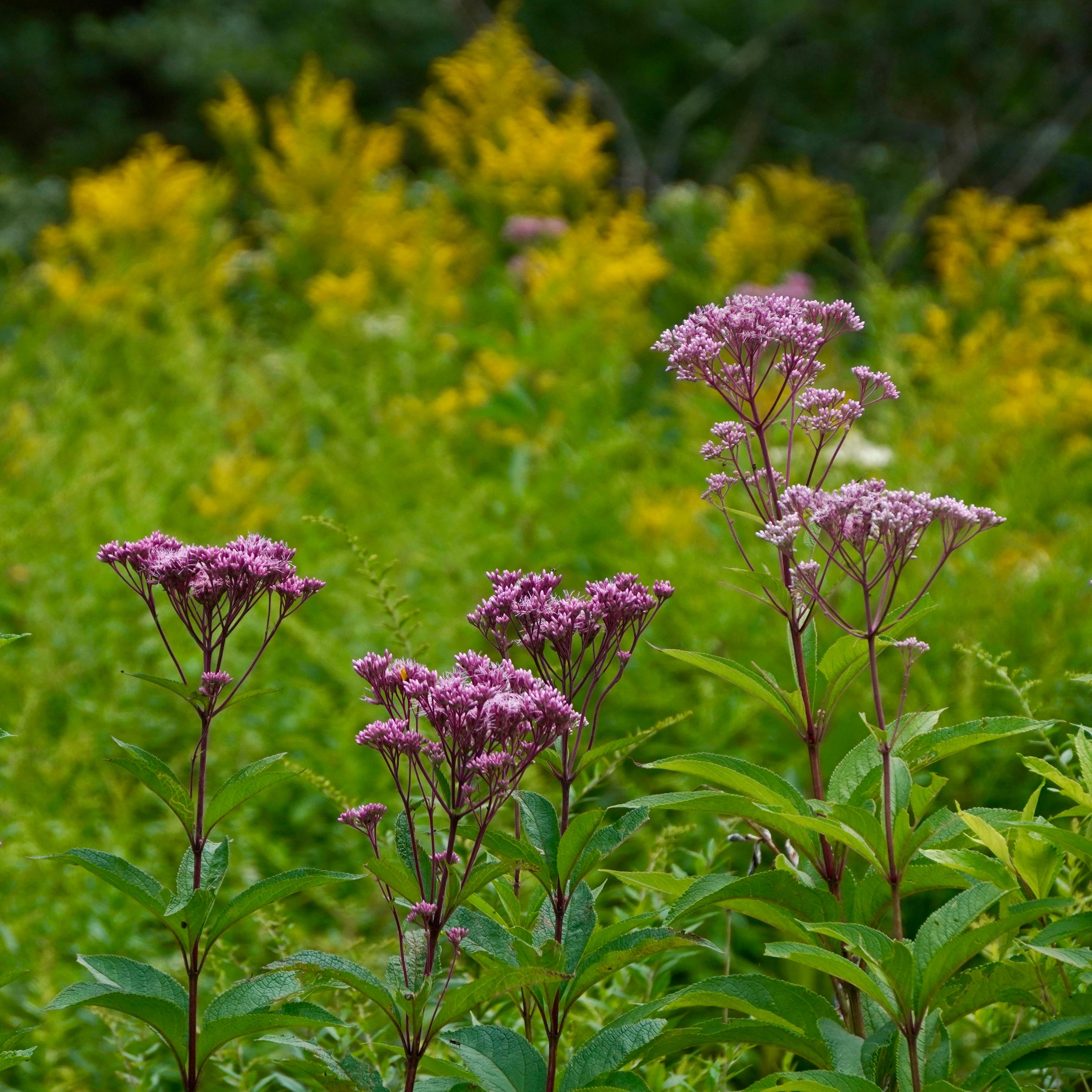 Nice purple flowers 