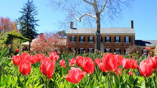 Large brick house in background with red tulips in foreground and a blue sky