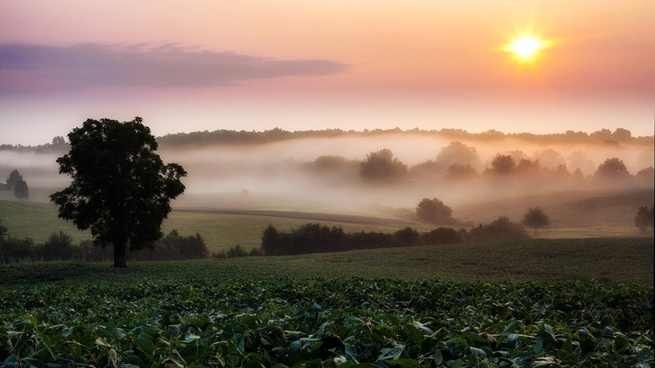 A wide open field with fog-covered rolling hills at dawn.