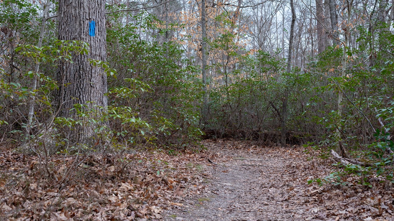 A trail through the woods in winter.