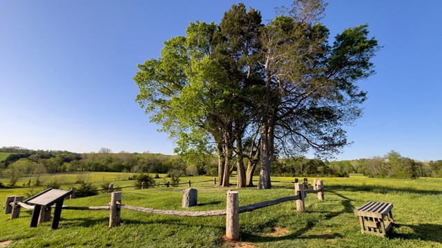 A stone marker next to a tree enclosed in a low wooden fence. 