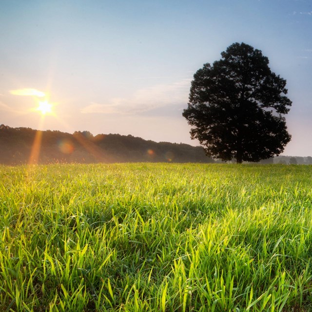 A bright sunrise over a lush green field