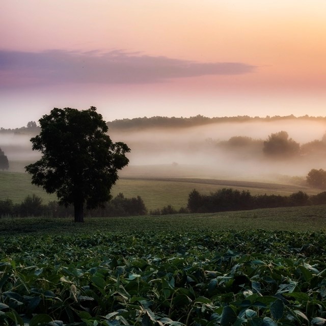 A wide open field with fog-covered rolling hills at dawn.