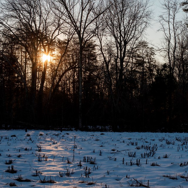 A sun rising behind trees in a snowy field.