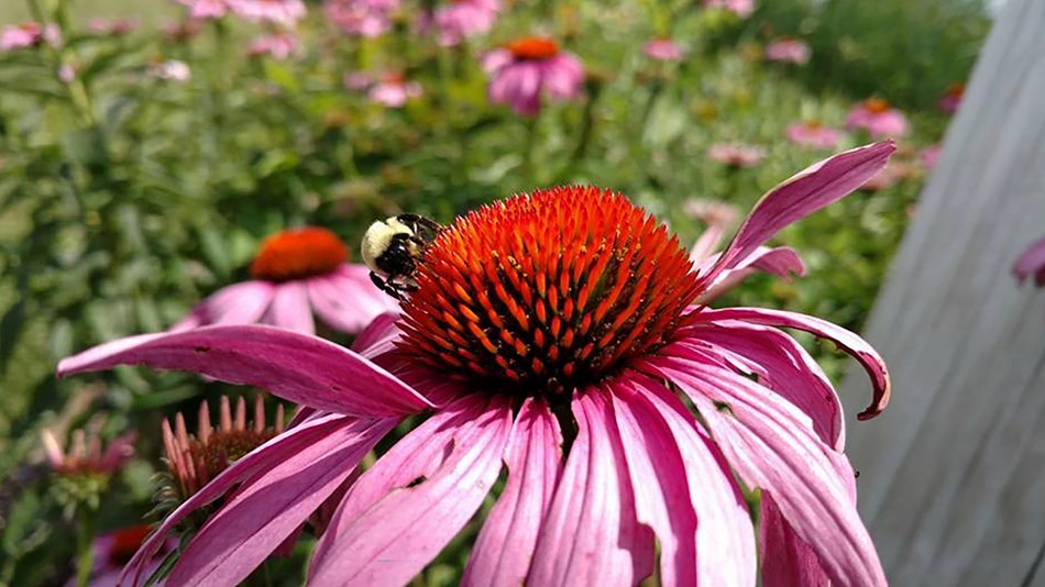 A bumble bee collects pollen from a cone flower.