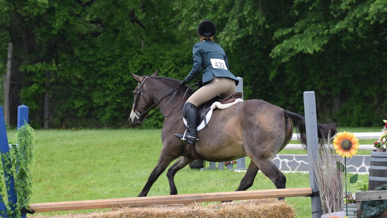 An equestrian rider and their horse compete in a horse jumping competition. 