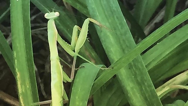 A Praying mantis uses the green of the grass to camouflage its green body, and waits for prey.  