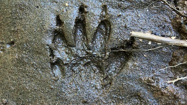 The right front foot of a racoon print is captured in the mud, near the creek. 