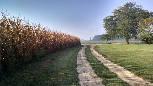 A long driveway along a corn field leads to behind a barn. 