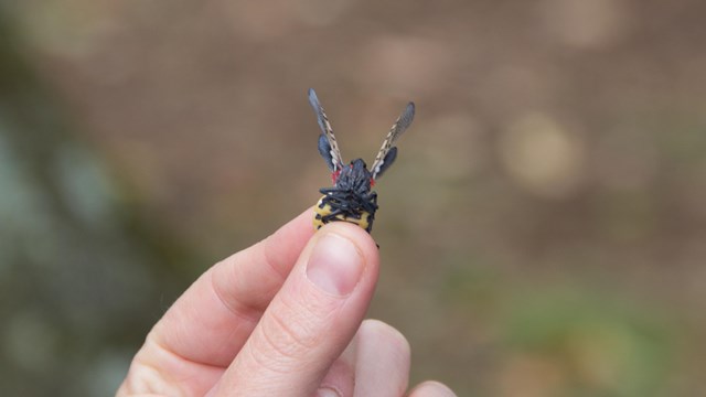 A person holds a spotted lanternfly in the tips of their fingers. 