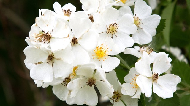 Native to eastern Asia, Multiflora rose forms dense thickets that invade pastures.