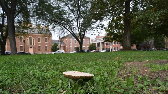 A mushroom grows on The Dover Green. 