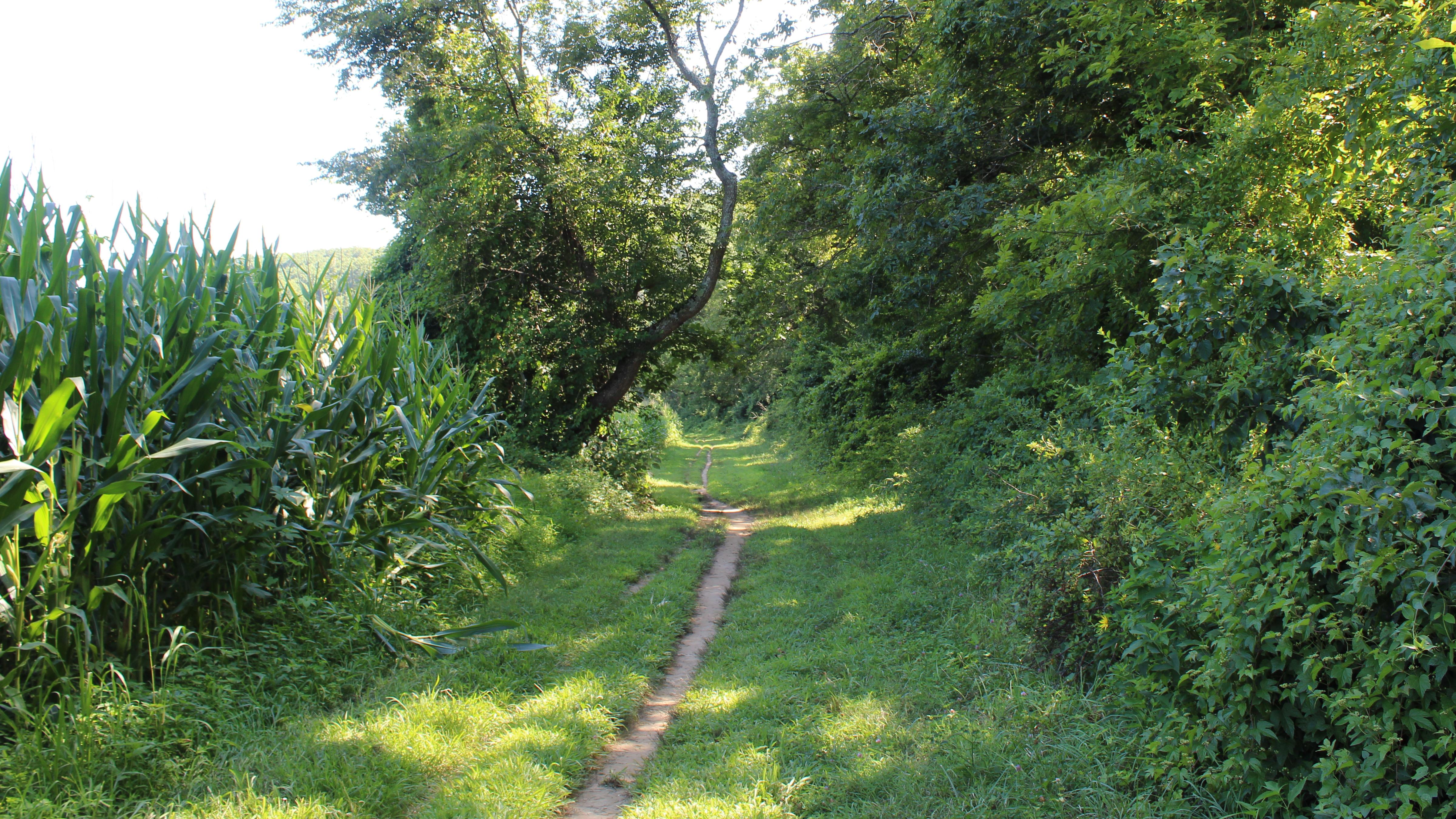 Dirt path winding through green corn and trees on either side.