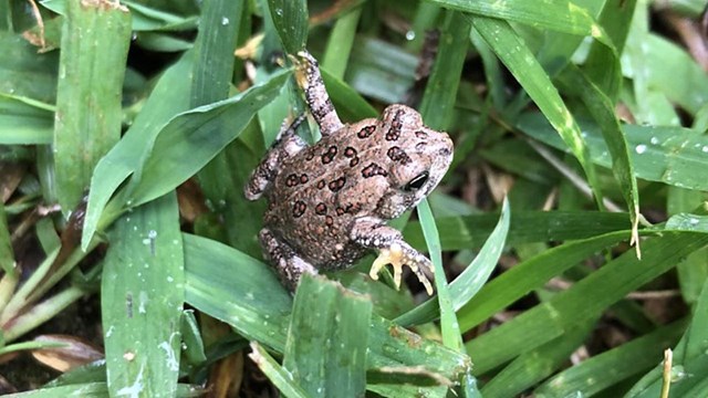 A small toad, roughly the size of a quarter, with bumps and spots, grips onto blades of dewy grass.