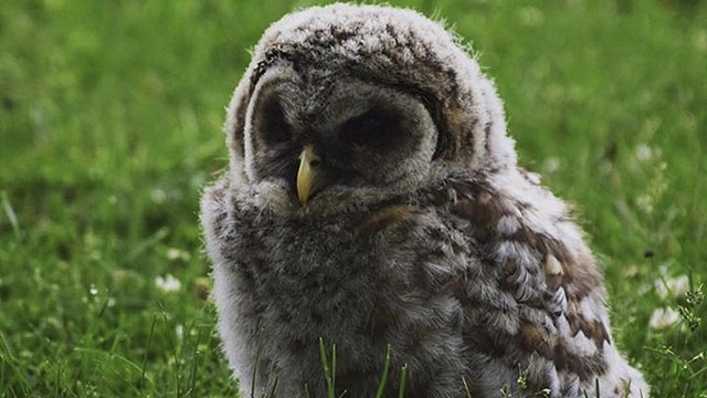 A young owl sits in the grass. 