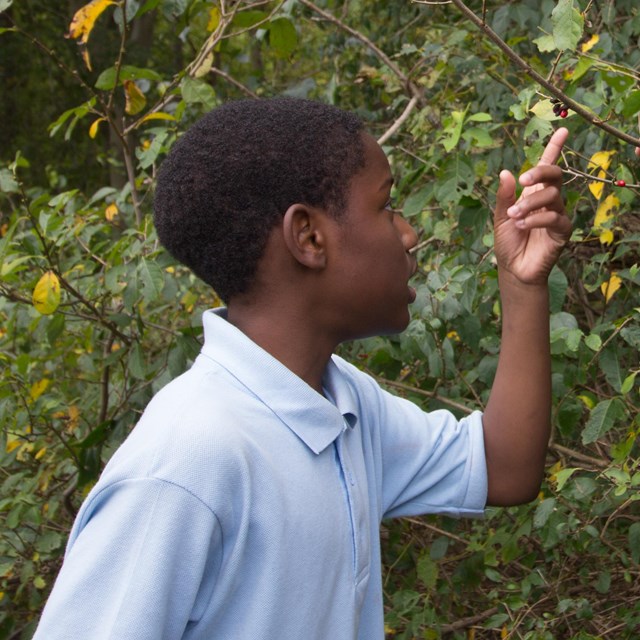 A student examines a tree. 