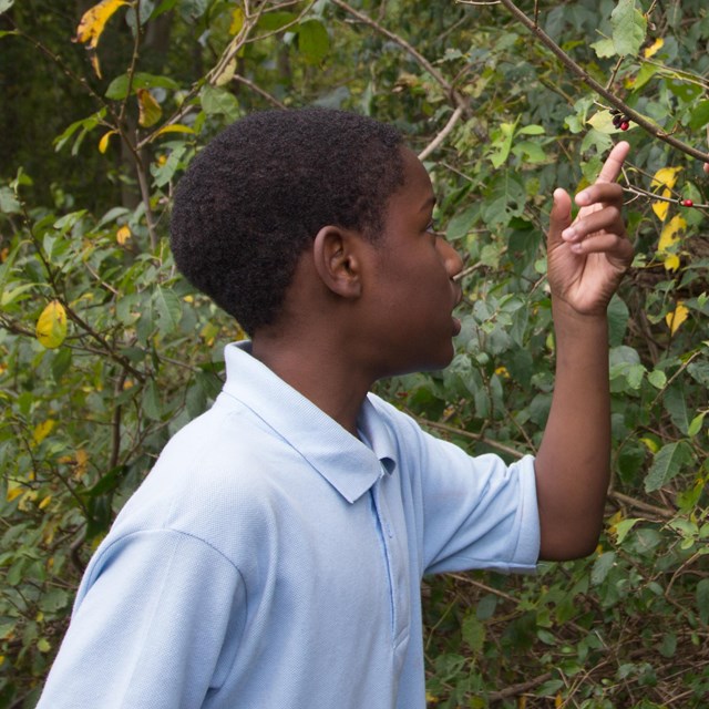 A student examines a tree. 