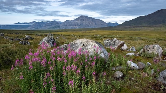 Fireweed grows next to a rock at Anaktuvuk Pass