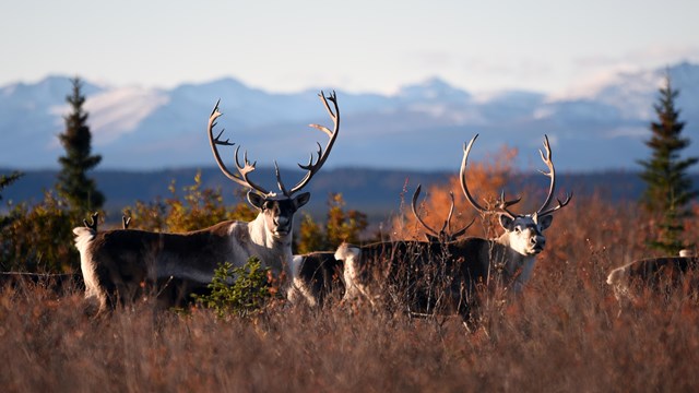 Small caribou herd in willow brush with mountains in distance