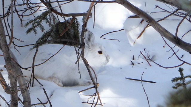 A snowshoe hare hiding in the brush
